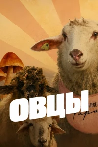 Овцы